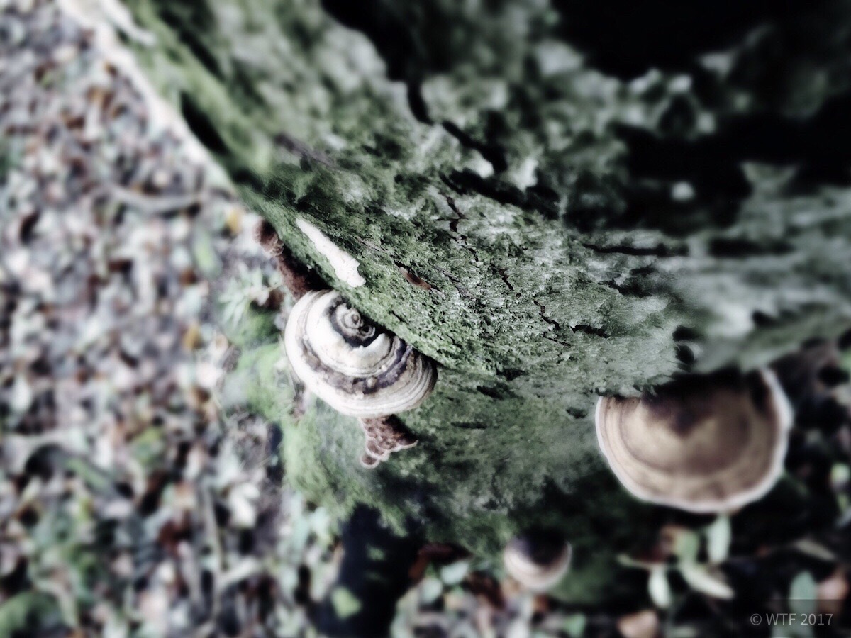 Wandern im Külf