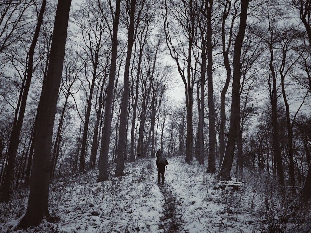 Wandern im Söhrer Wald