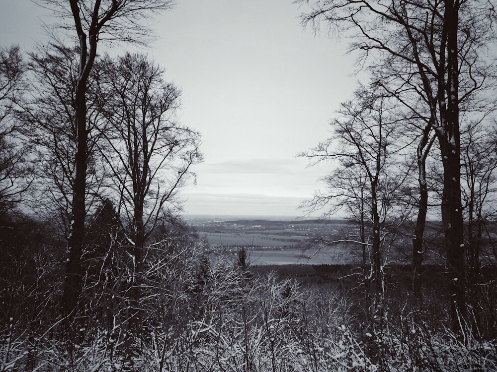 Wandern im Söhrer Wald