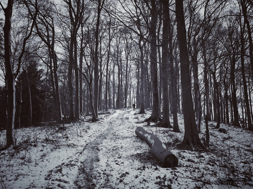 Wandern im Söhrer Wald