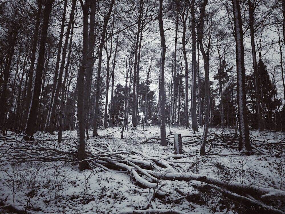 Wandern im Söhrer Wald