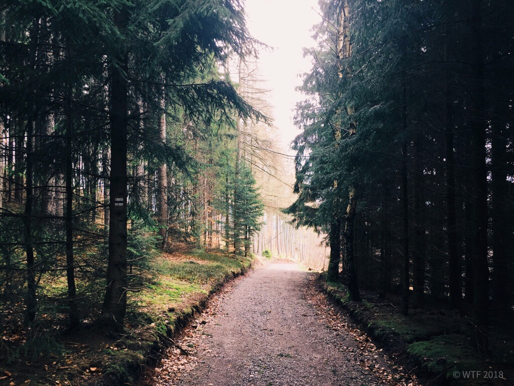 Ilmenau und Thüringer Wald