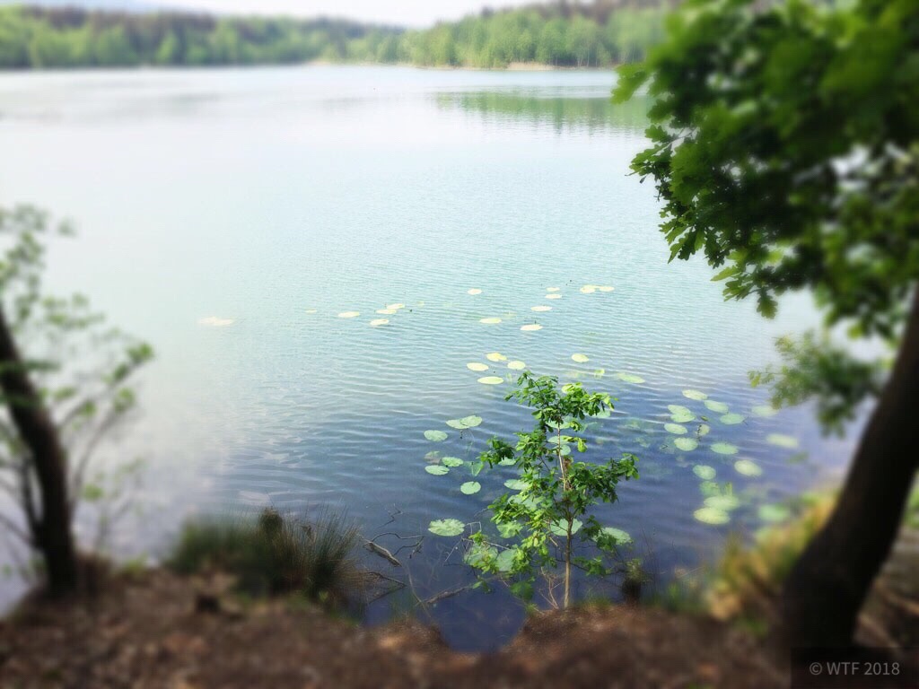 Duinger Seen -> Bruchsee