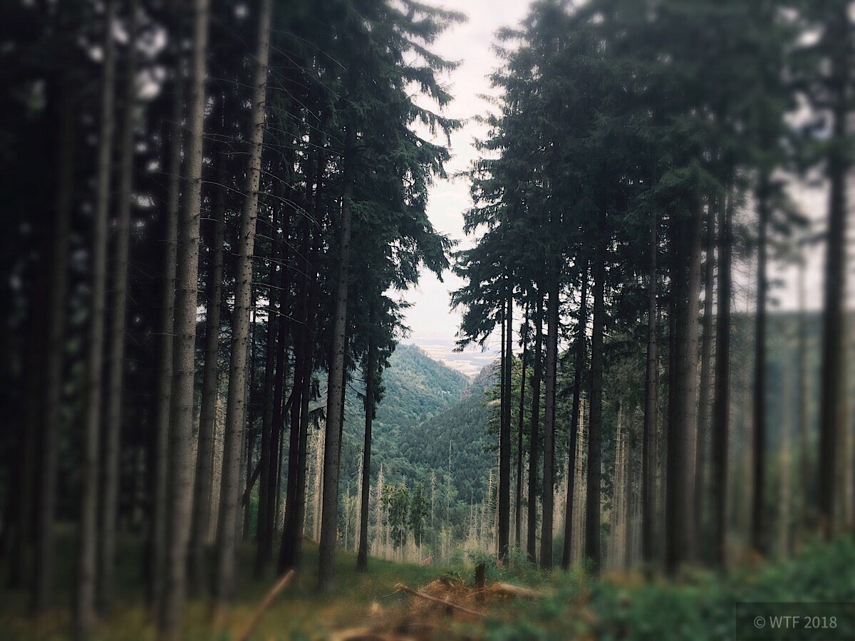 Wanderung durchs Ilsetal