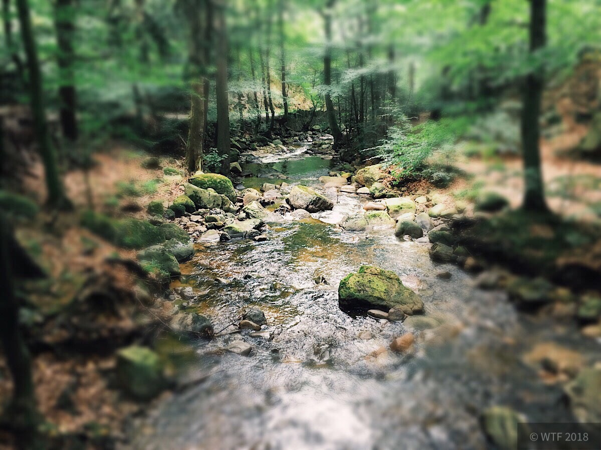 Wanderung durchs Ilsetal